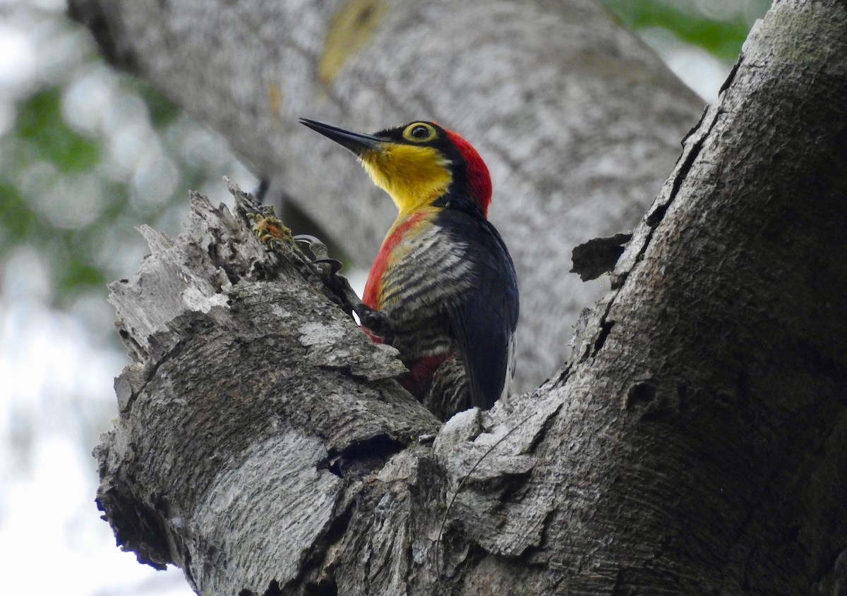 Yellow-fronted Woodpecker - ML526665581