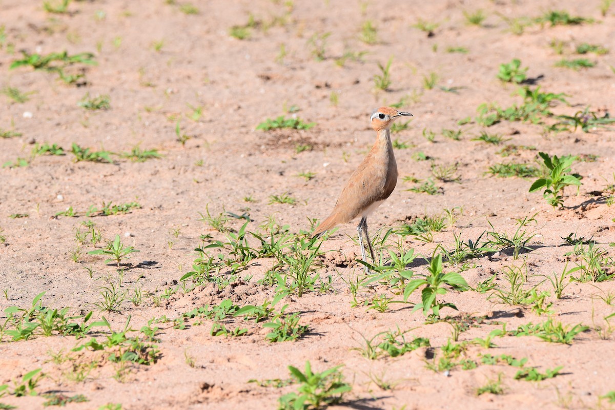Burchell's Courser - Ryne Rutherford