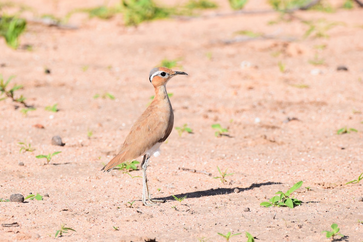 Burchell's Courser - Ryne Rutherford