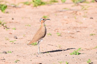  - Burchell's Courser