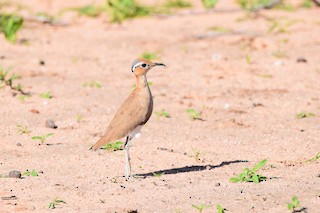  - Burchell's Courser