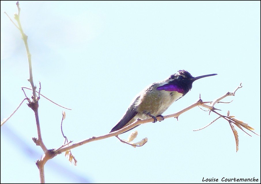 Costa's Hummingbird - Louise Courtemanche 🦅
