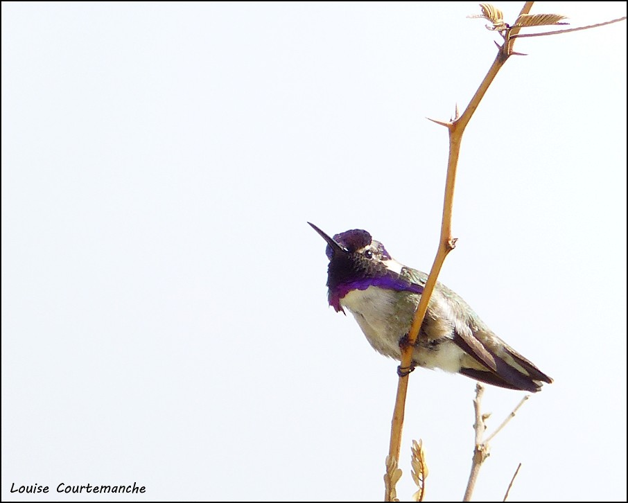 Costa's Hummingbird - Louise Courtemanche 🦅