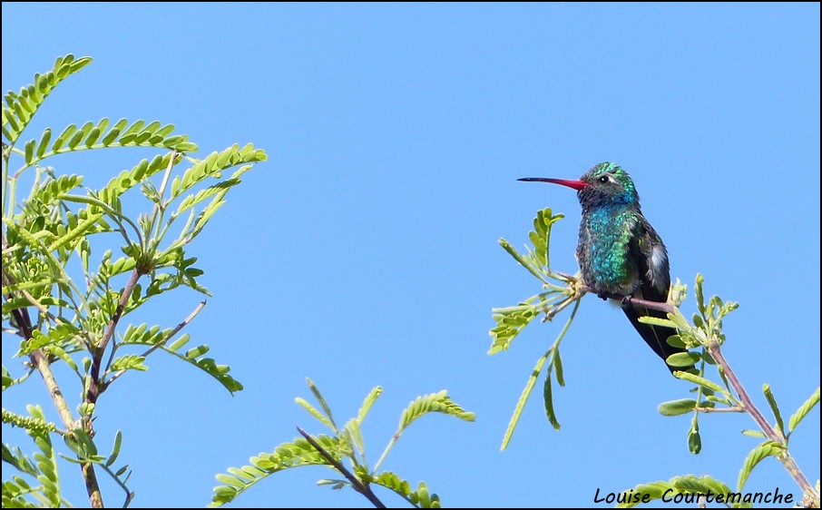 Broad-billed Hummingbird - Louise Courtemanche 🦅