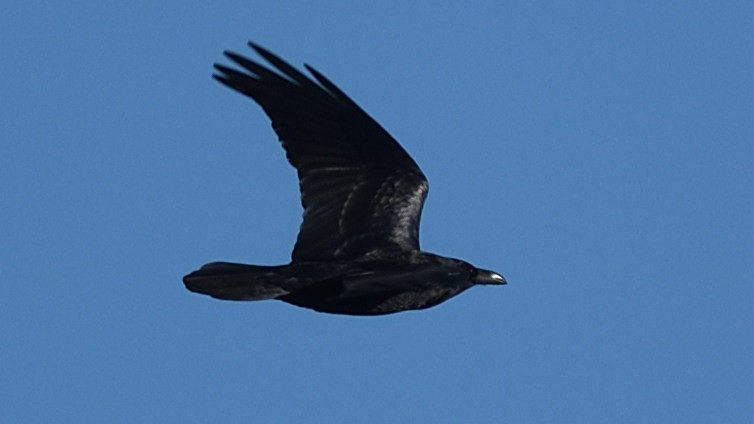 Common Raven - ML526678551