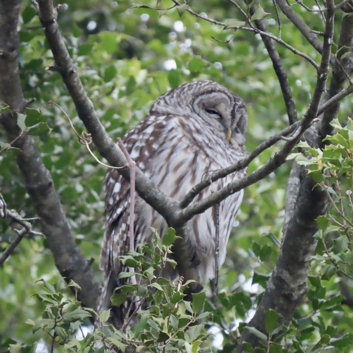 Barred Owl - ML526685111