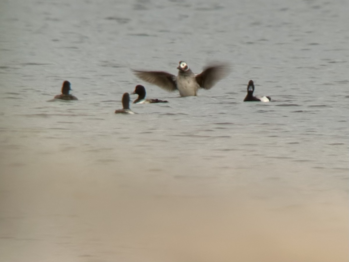 Long-tailed Duck - ML526690401