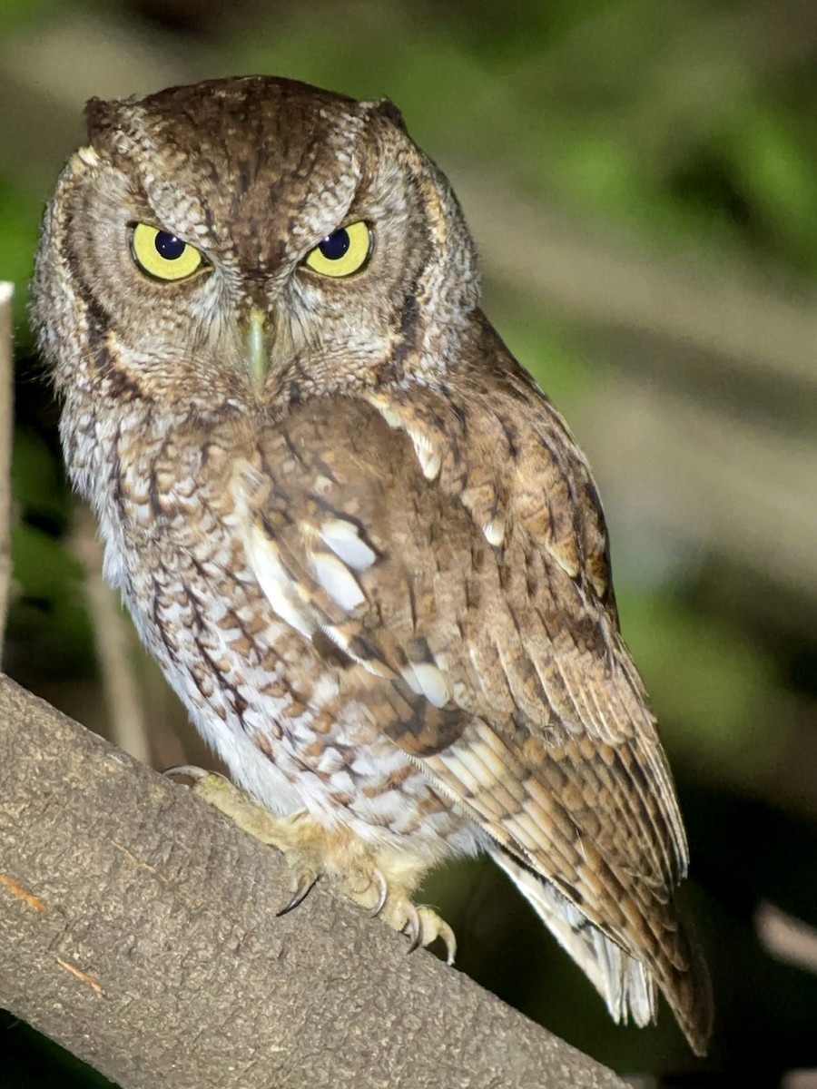 Eastern Screech-Owl - ML526693821