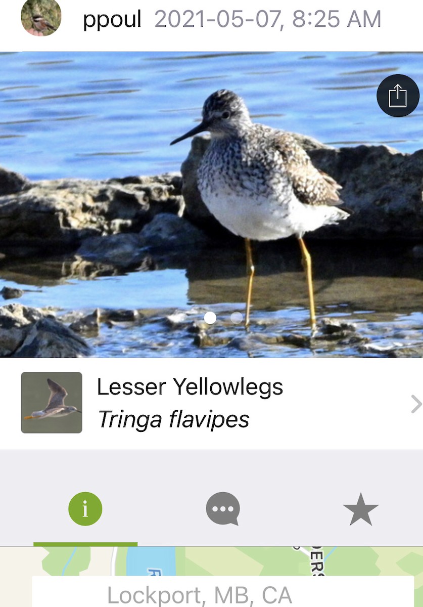 Lesser Yellowlegs - ML526699701