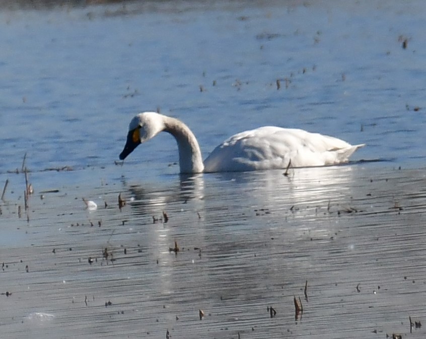 Tundra Swan (Bewick's) - ML526702141