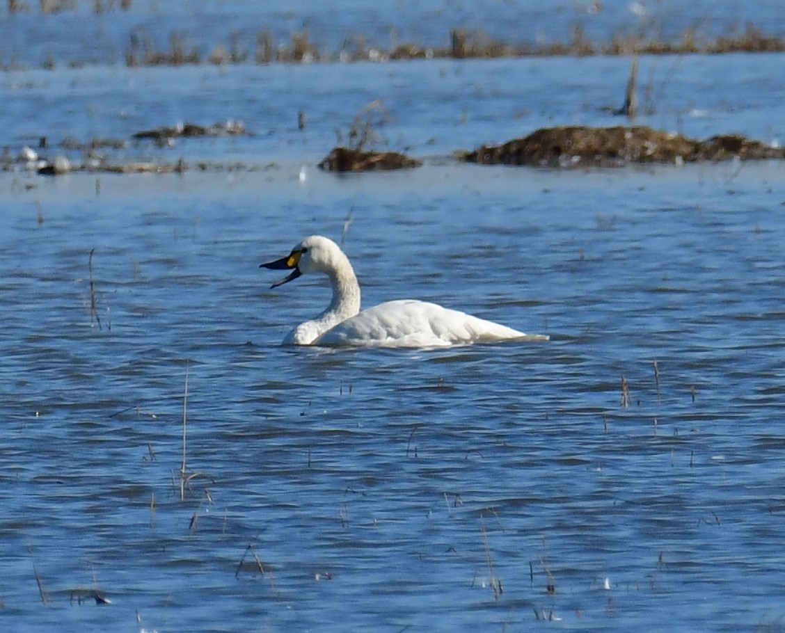 Tundra Swan (Bewick's) - ML526702151