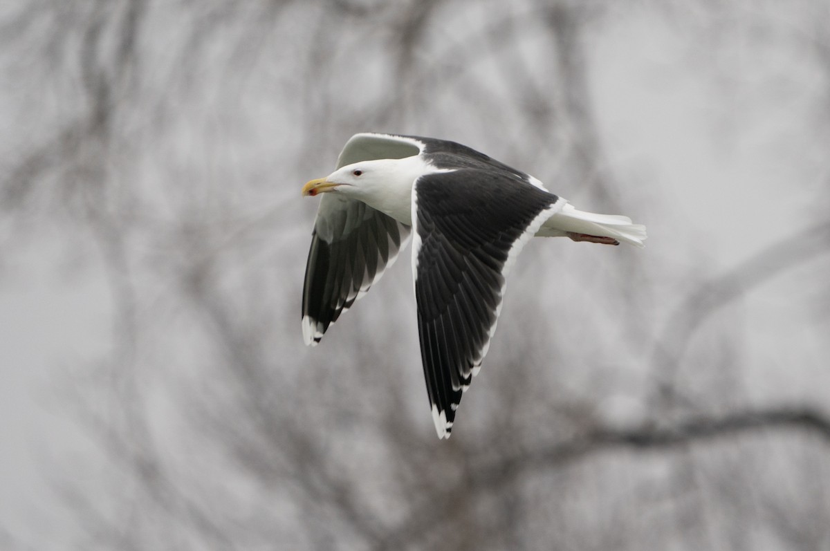 Great Black-backed Gull - ML526702311