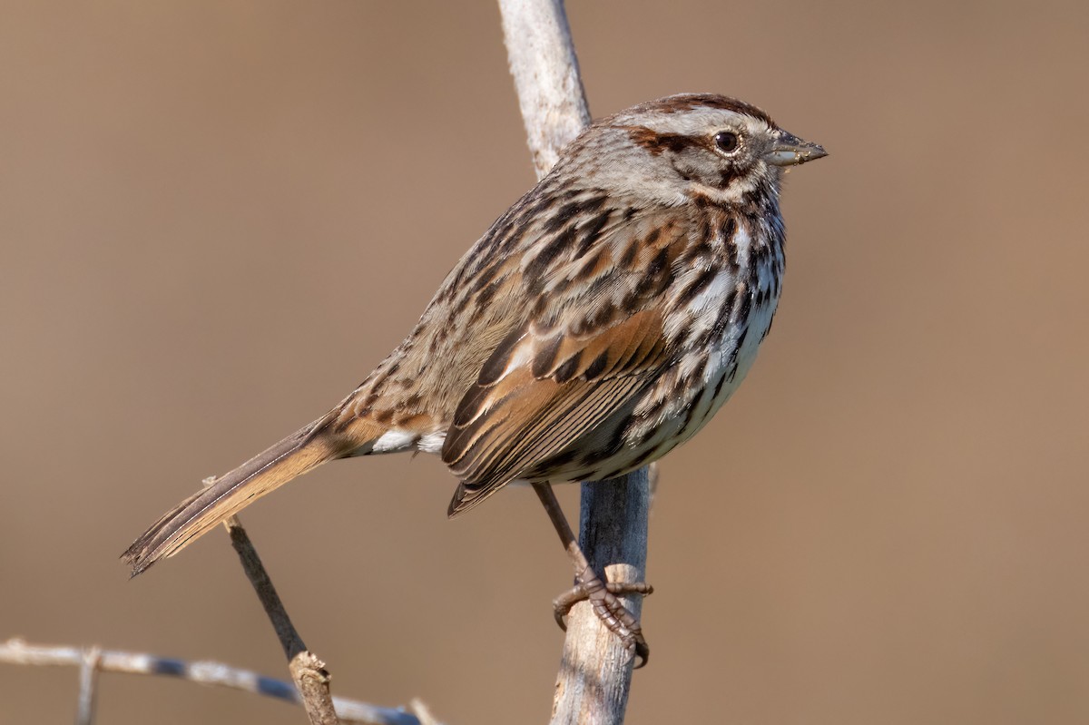 Song Sparrow (heermanni Group) - ML526705911