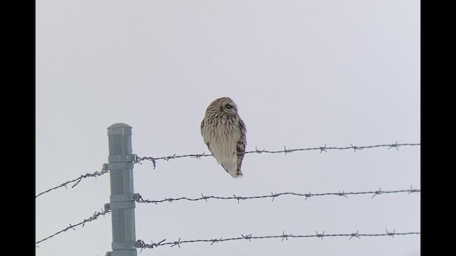 Short-eared Owl (Northern) - ML526707461