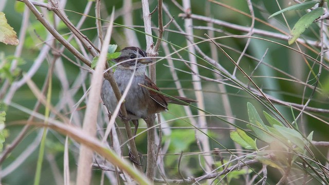 Swamp Sparrow - ML526708041