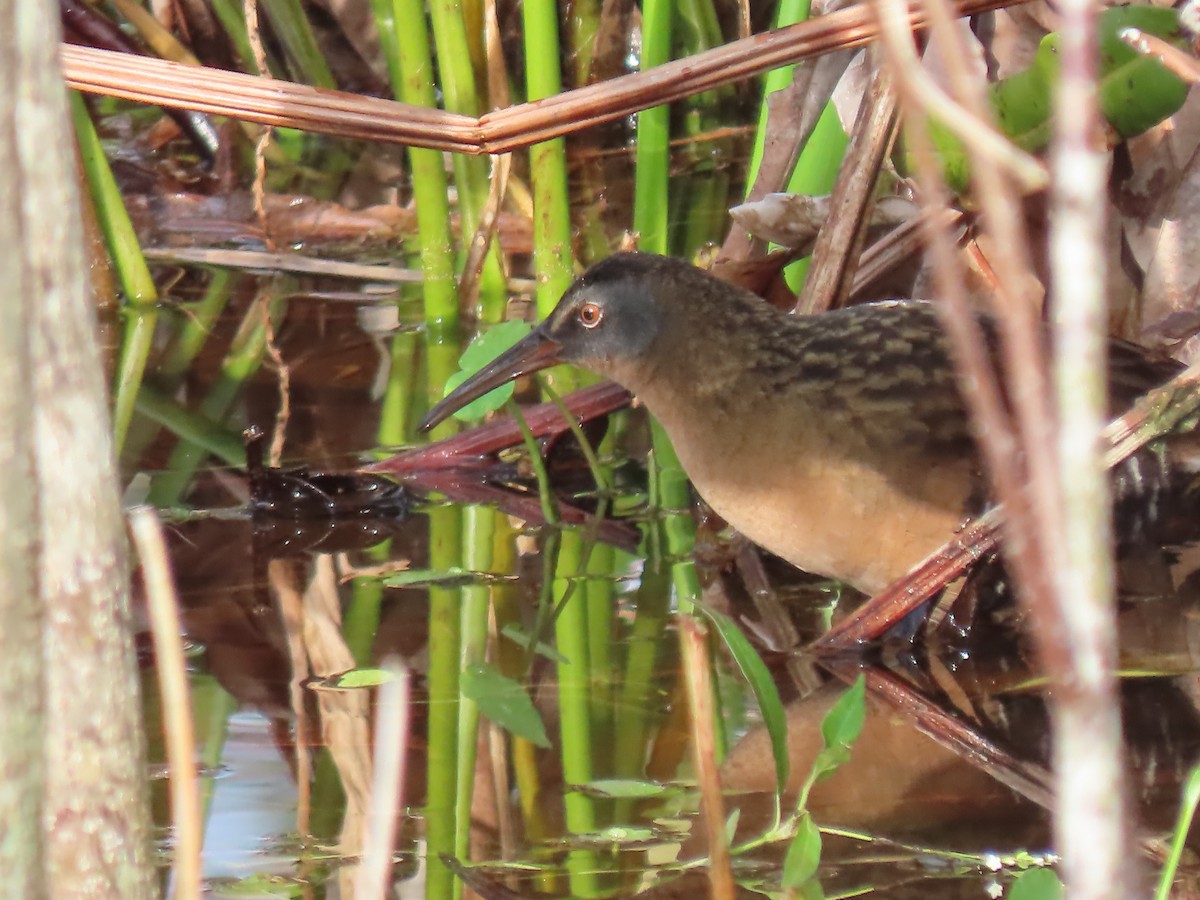 Ebird Checklist Jan Wakodahatchee Wetlands Species