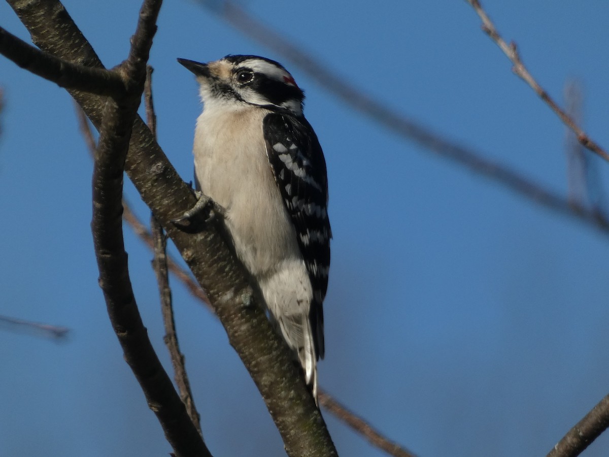 Downy Woodpecker - ML526715701