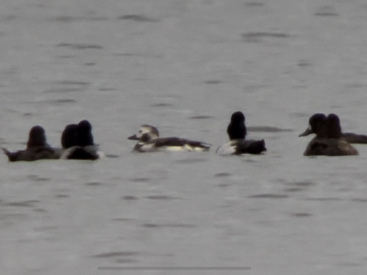 Long-tailed Duck - ML526722621
