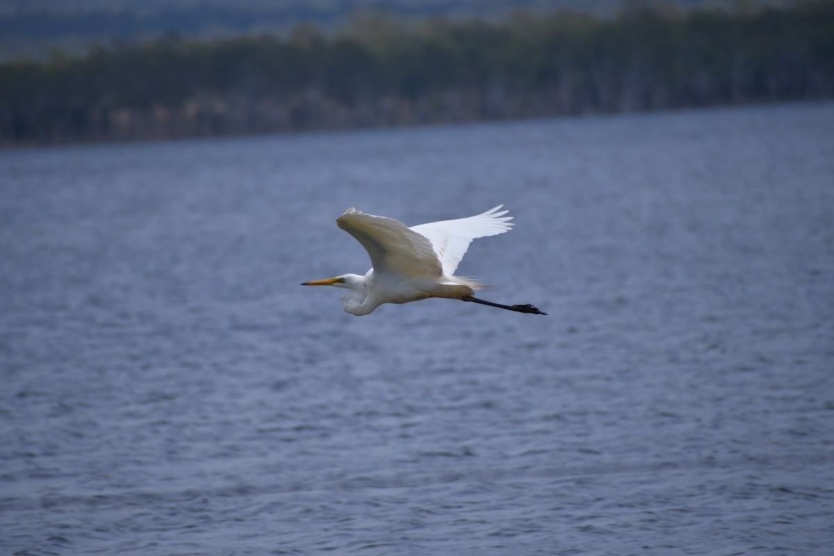 Great Egret (modesta) - Patrick Wyllie