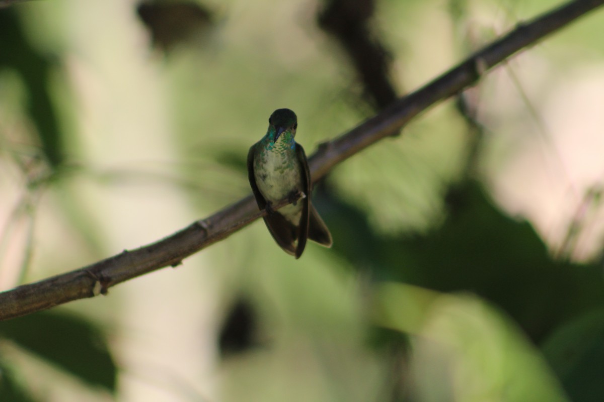 kolibřík pestrý - ML52673791