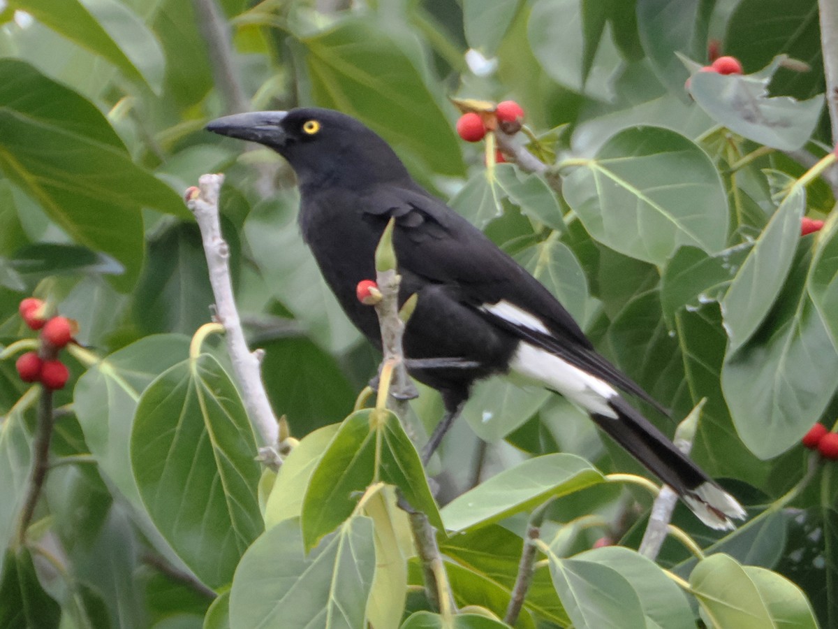 Pied Currawong - ML526742261