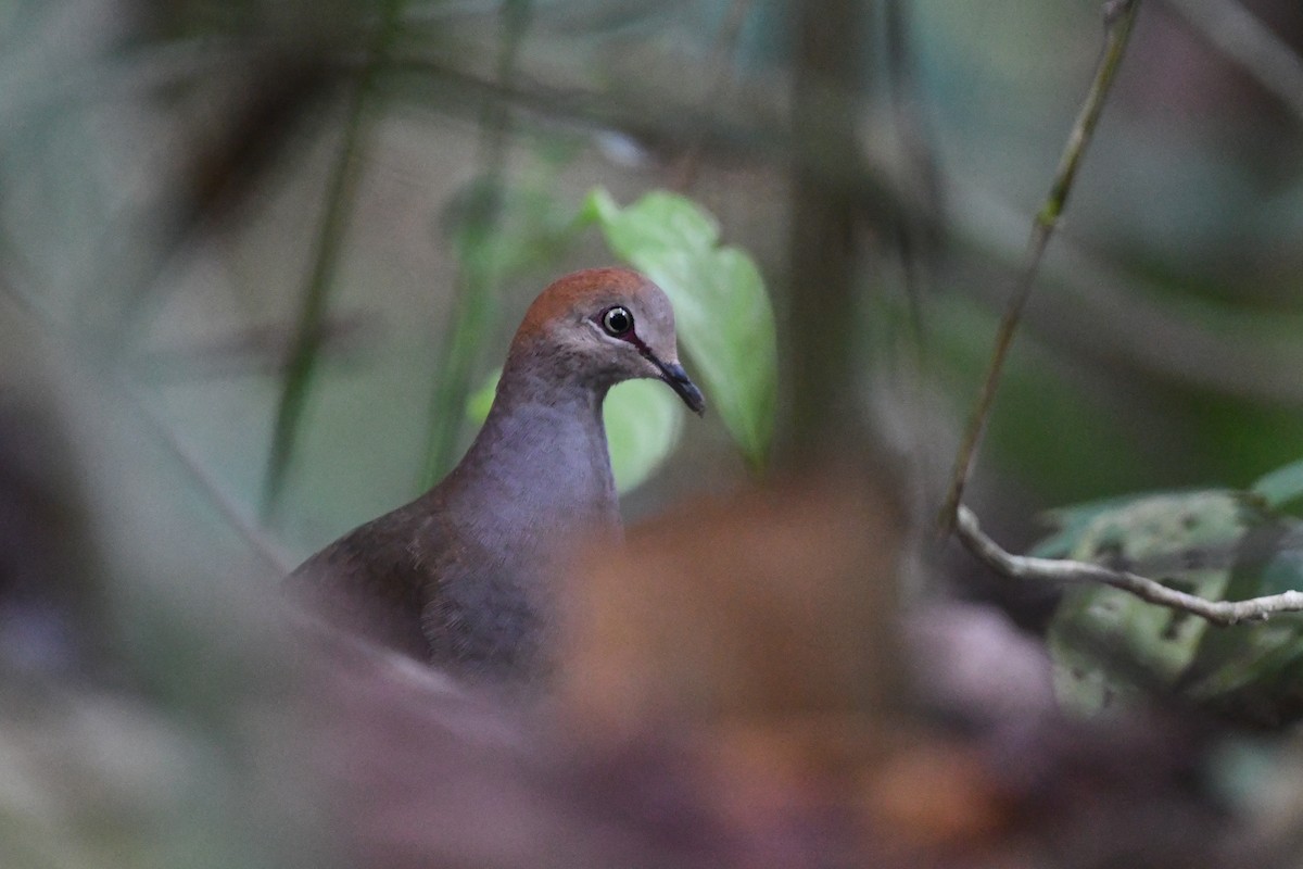 Gray-chested Dove - ML526749621