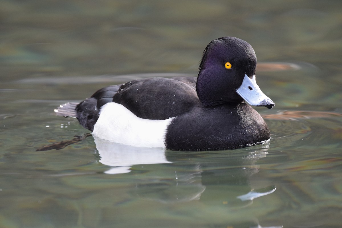 Tufted Duck - ML526754821