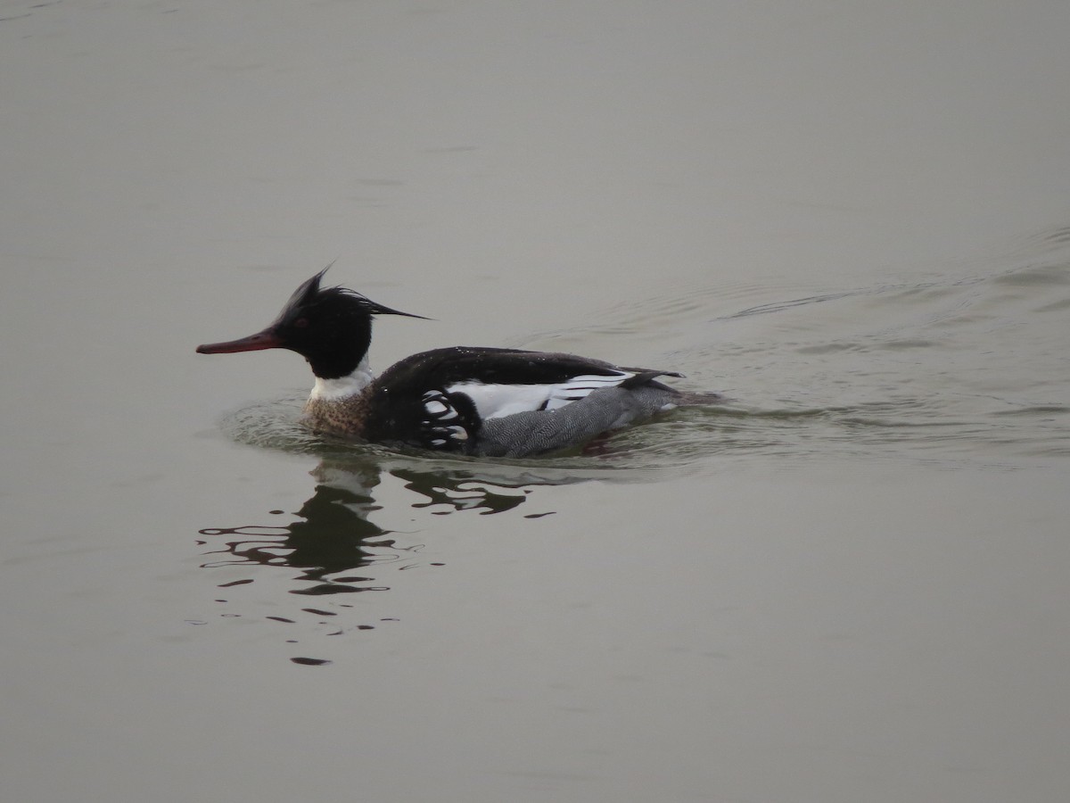Red-breasted Merganser - Tristan Lowery