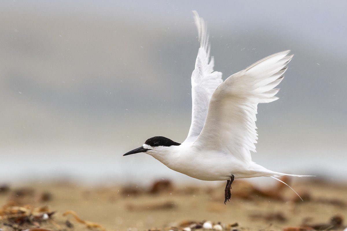 White-fronted Tern - ML526756391