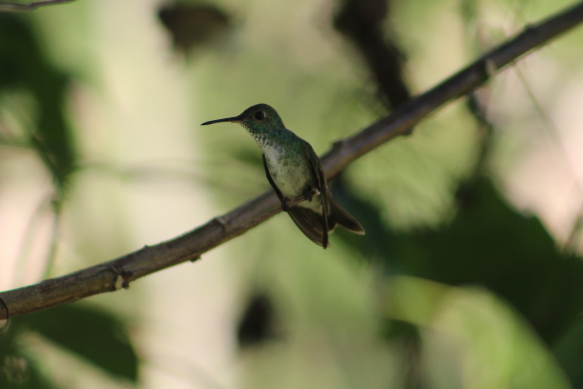 kolibřík pestrý - ML52675911