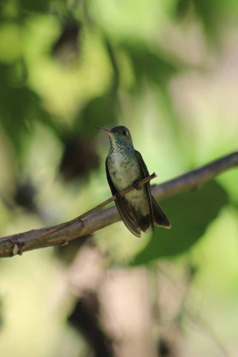 kolibřík pestrý - ML52675931
