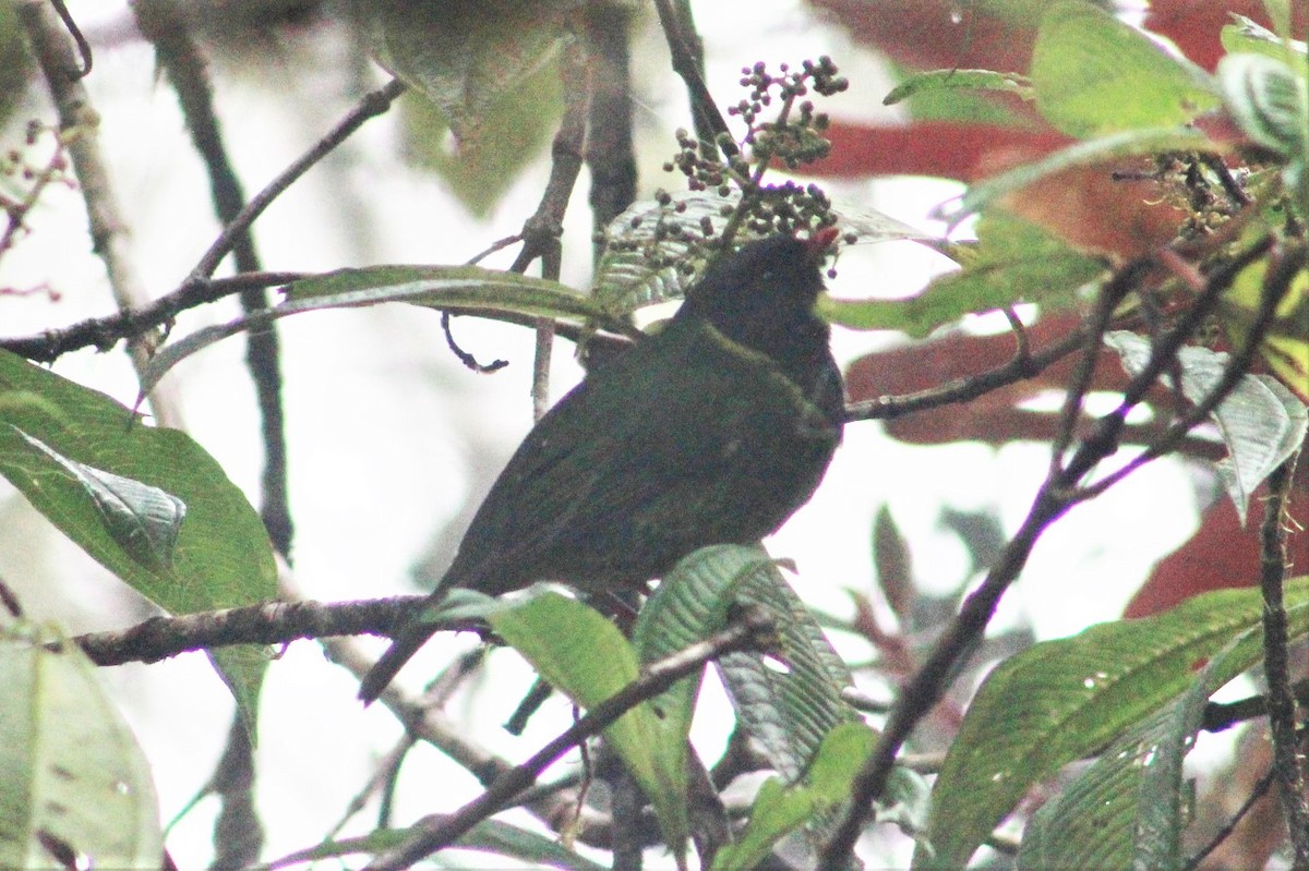 Green-and-black Fruiteater - ML526763961