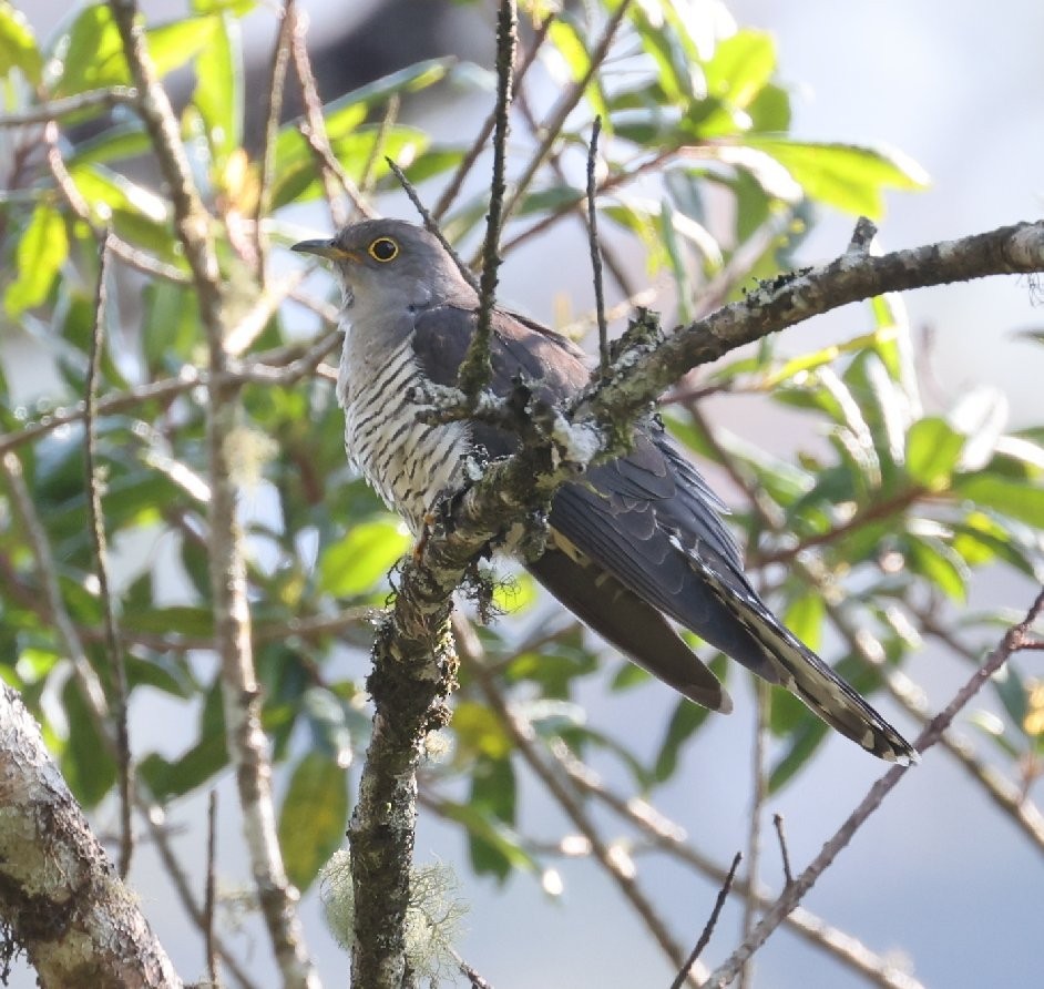 Madagascar Cuckoo - ML526766511