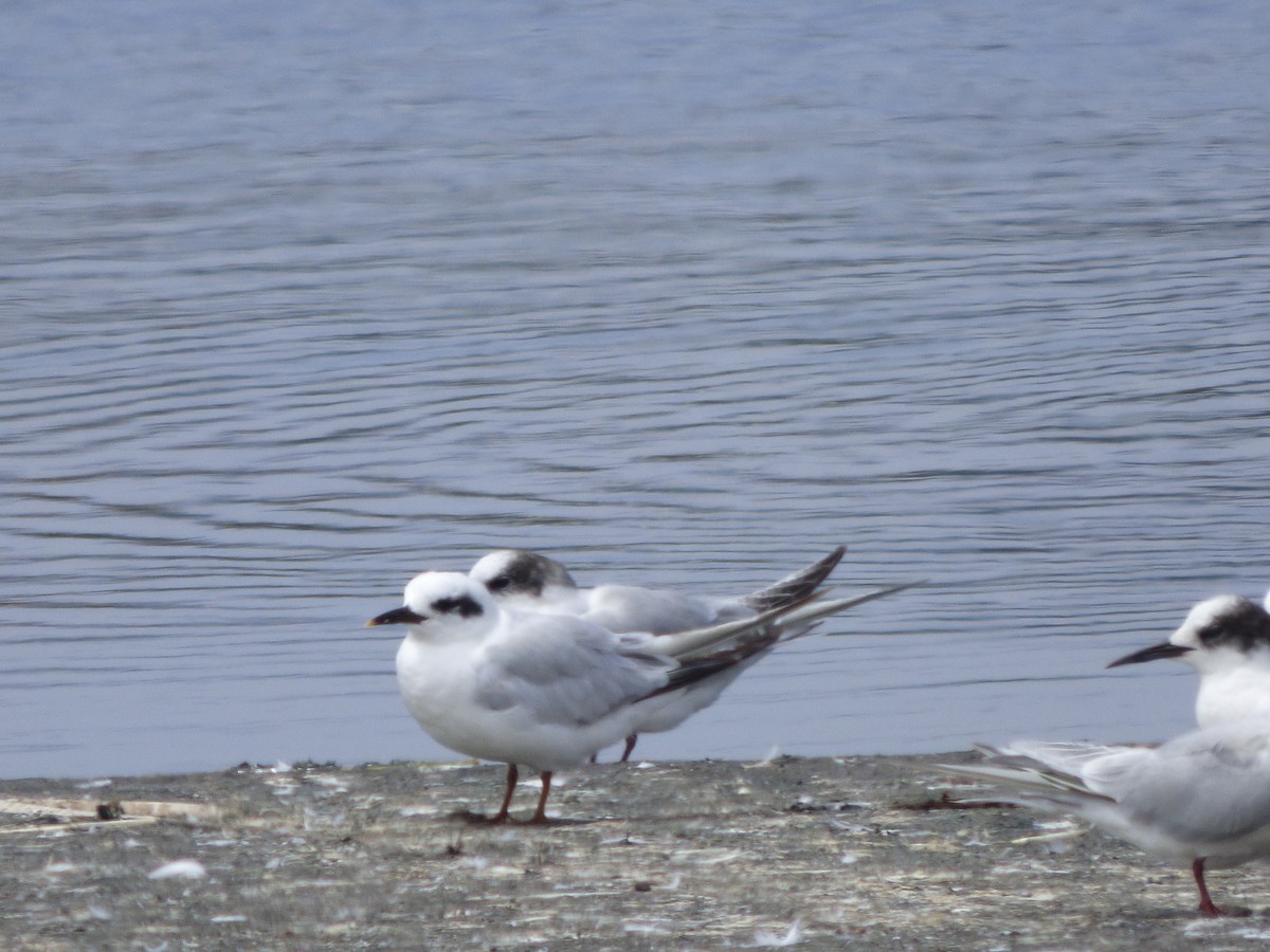 Snowy-crowned Tern - ML526770231