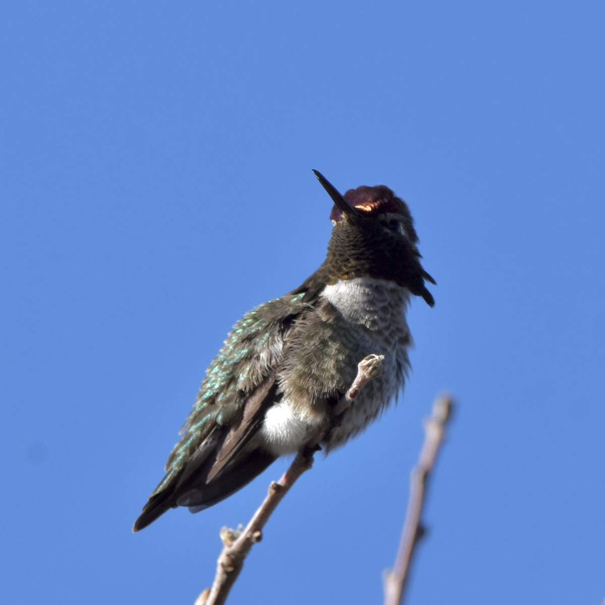 Anna's Hummingbird - ML526775161