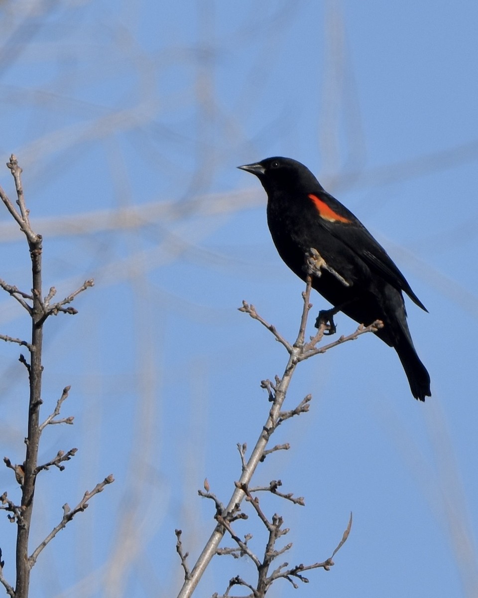 Red-winged Blackbird - ML526776171