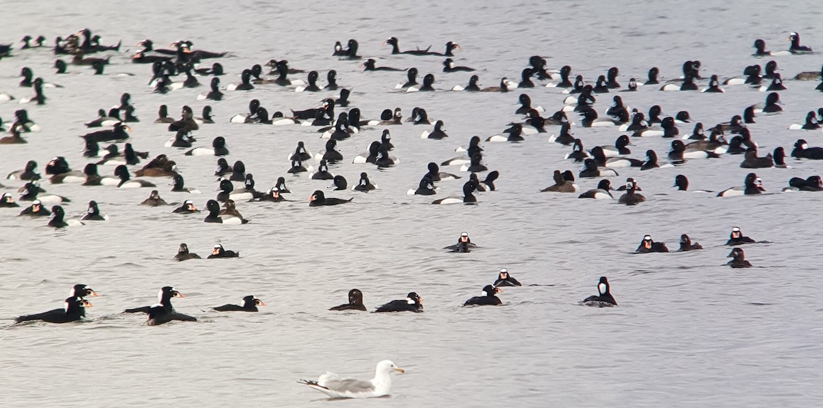 Greater Scaup - Ted Down