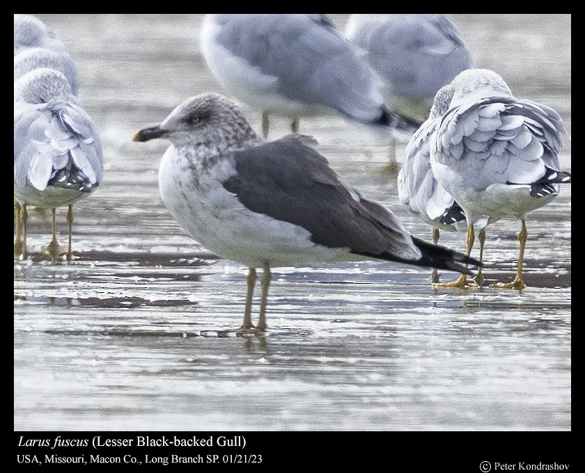 Lesser Black-backed Gull - ML526777081