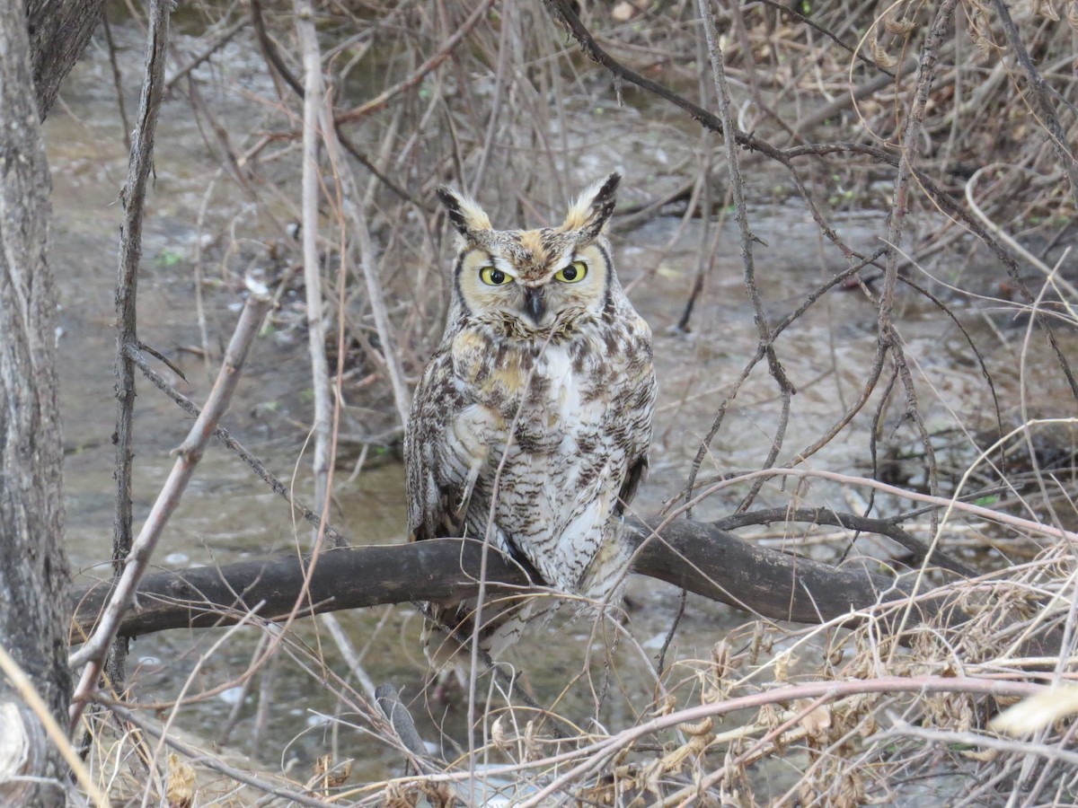 Great Horned Owl - ML52677841