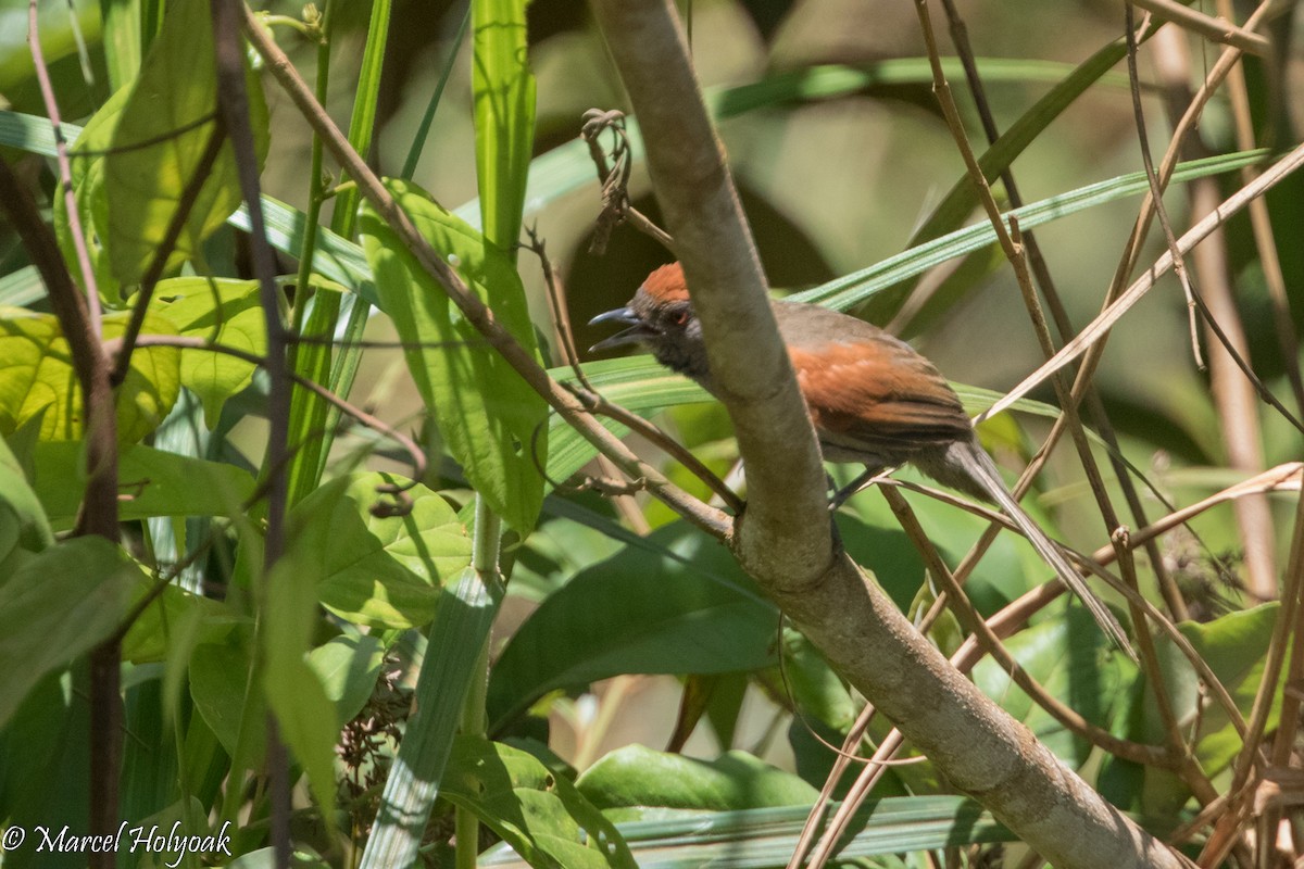 Cinereous-breasted Spinetail - ML526781361