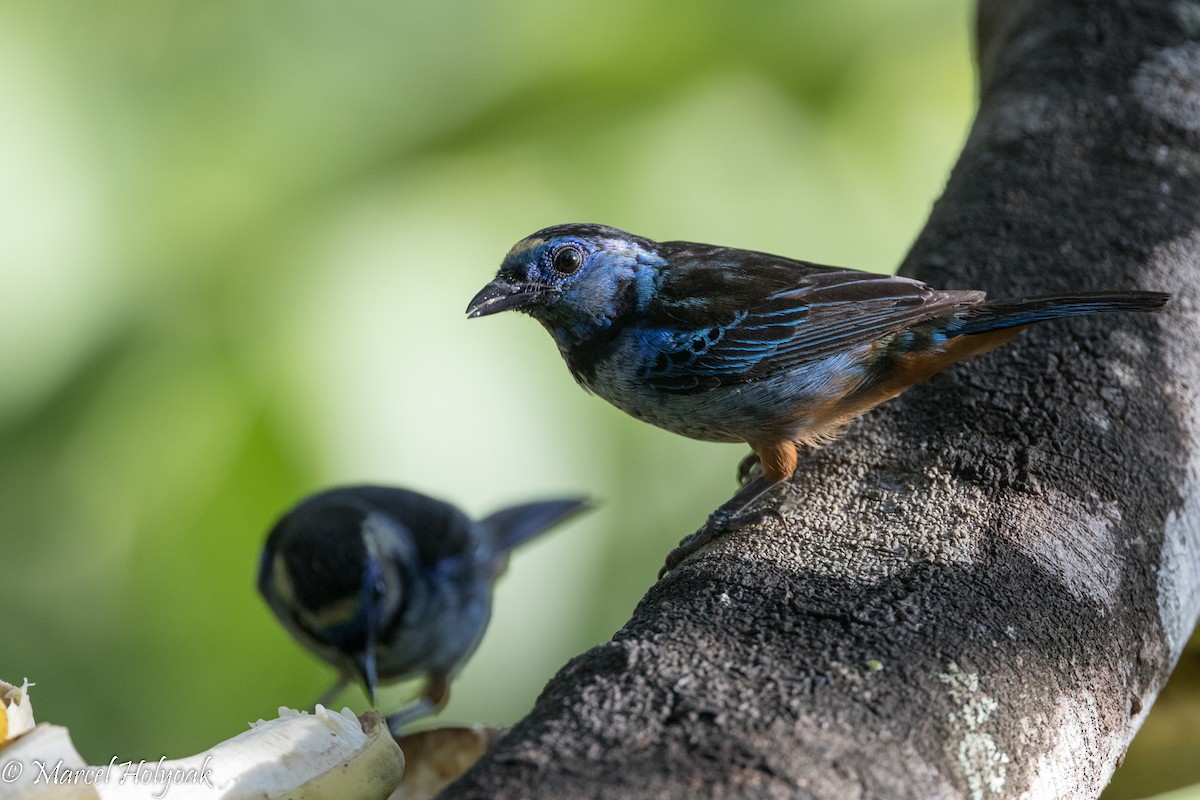 Opal-rumped Tanager - ML526781821