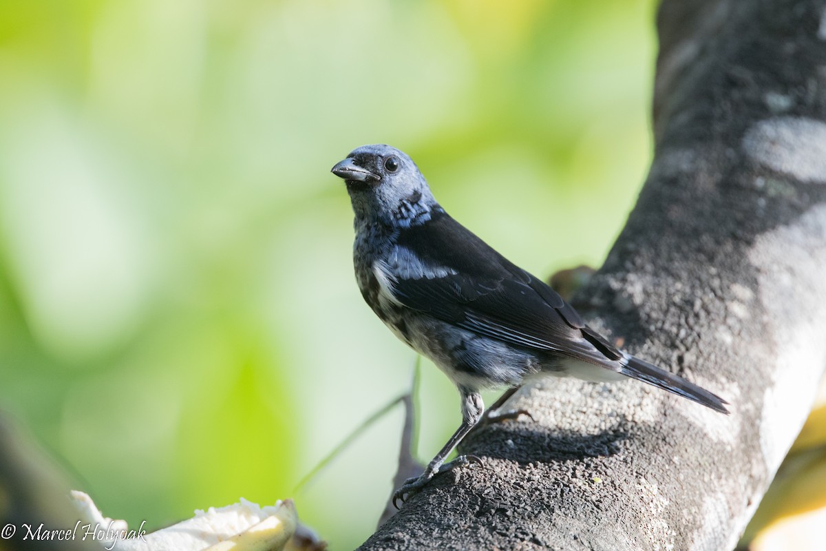 White-bellied Tanager - ML526782161