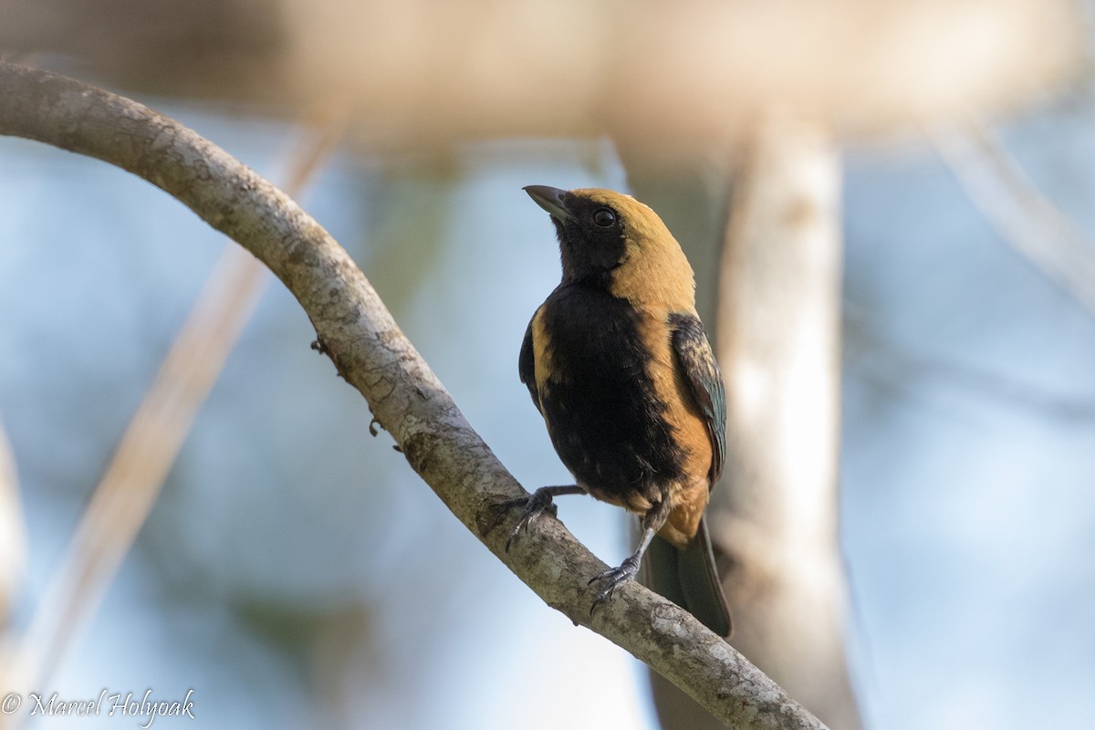 Burnished-buff Tanager - ML526782451