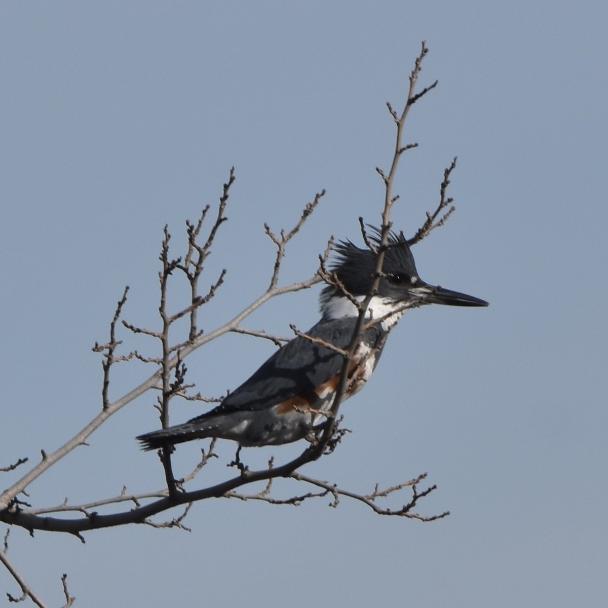 Belted Kingfisher - ML526783381