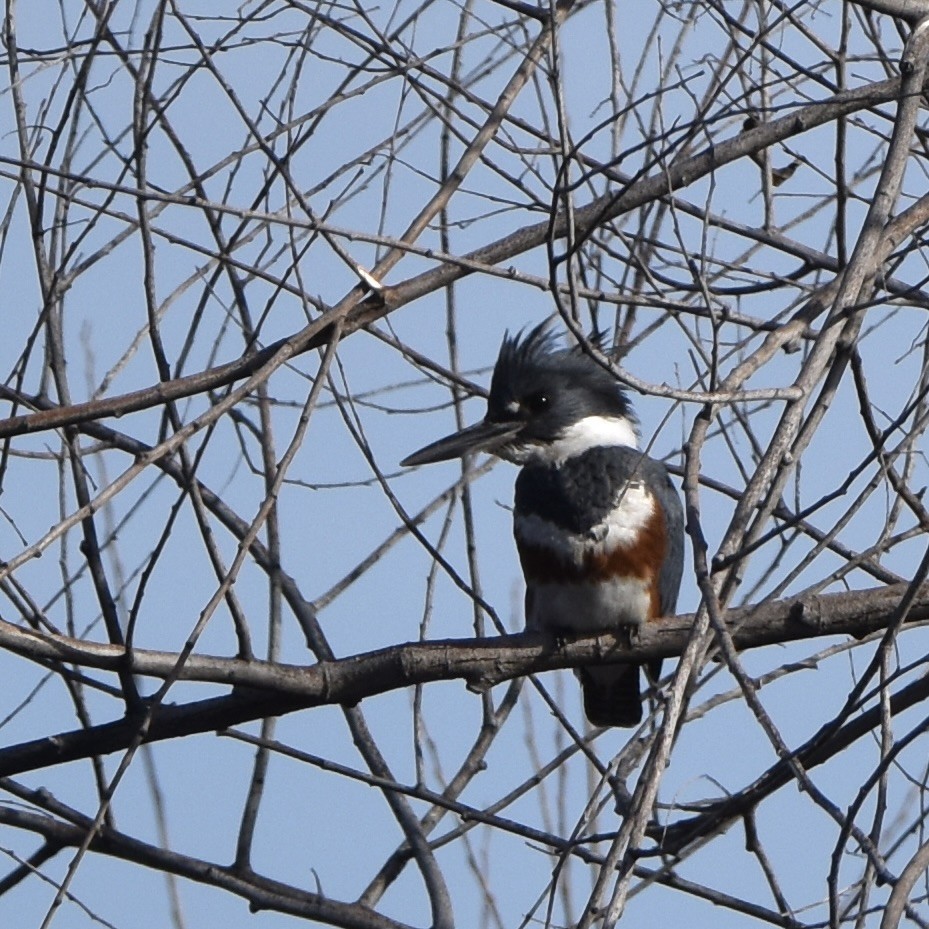 Belted Kingfisher - ML526783391