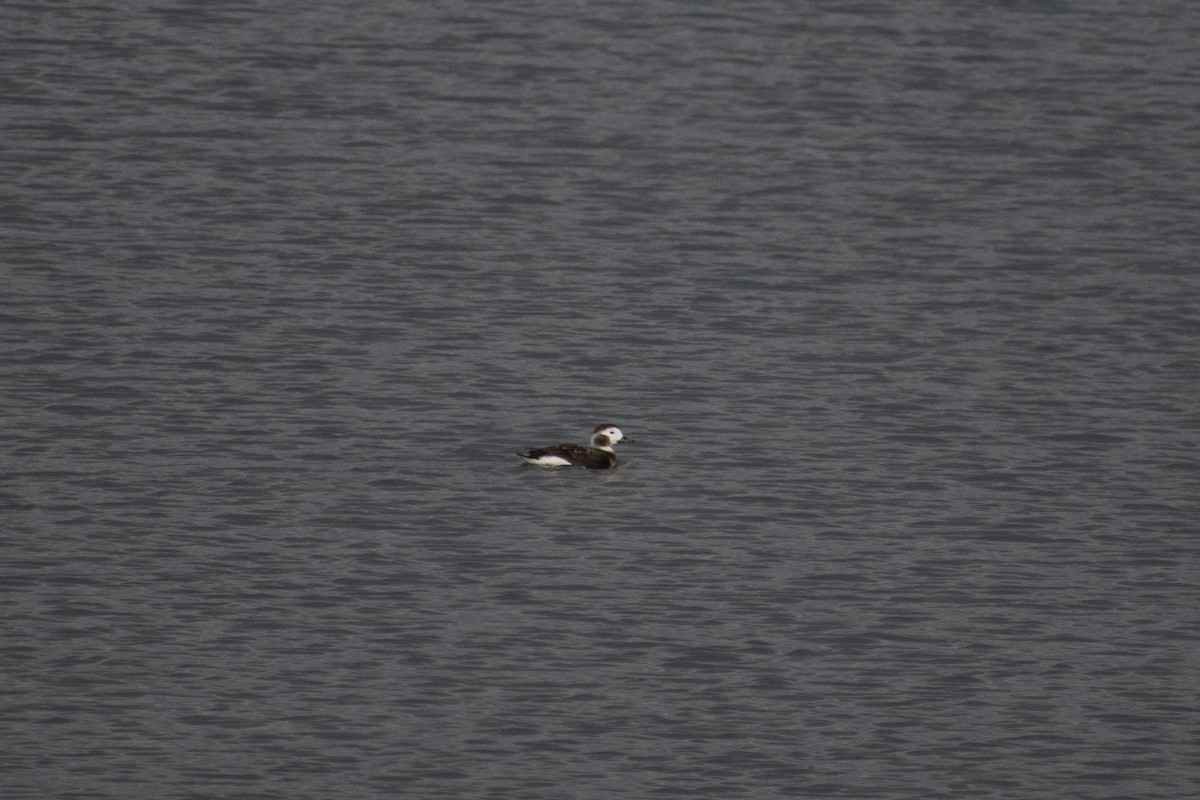 Long-tailed Duck - ML526786171