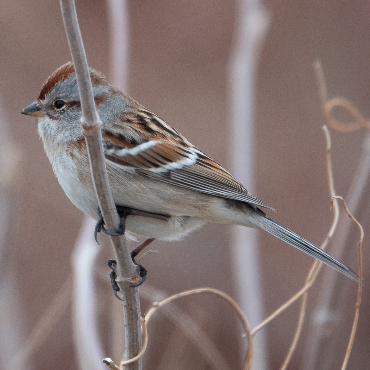 American Tree Sparrow - ML526796351