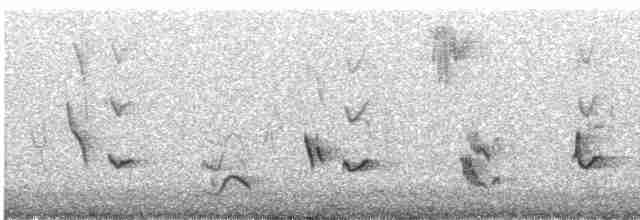 Cuitlacoche Ocelado - ML526796821
