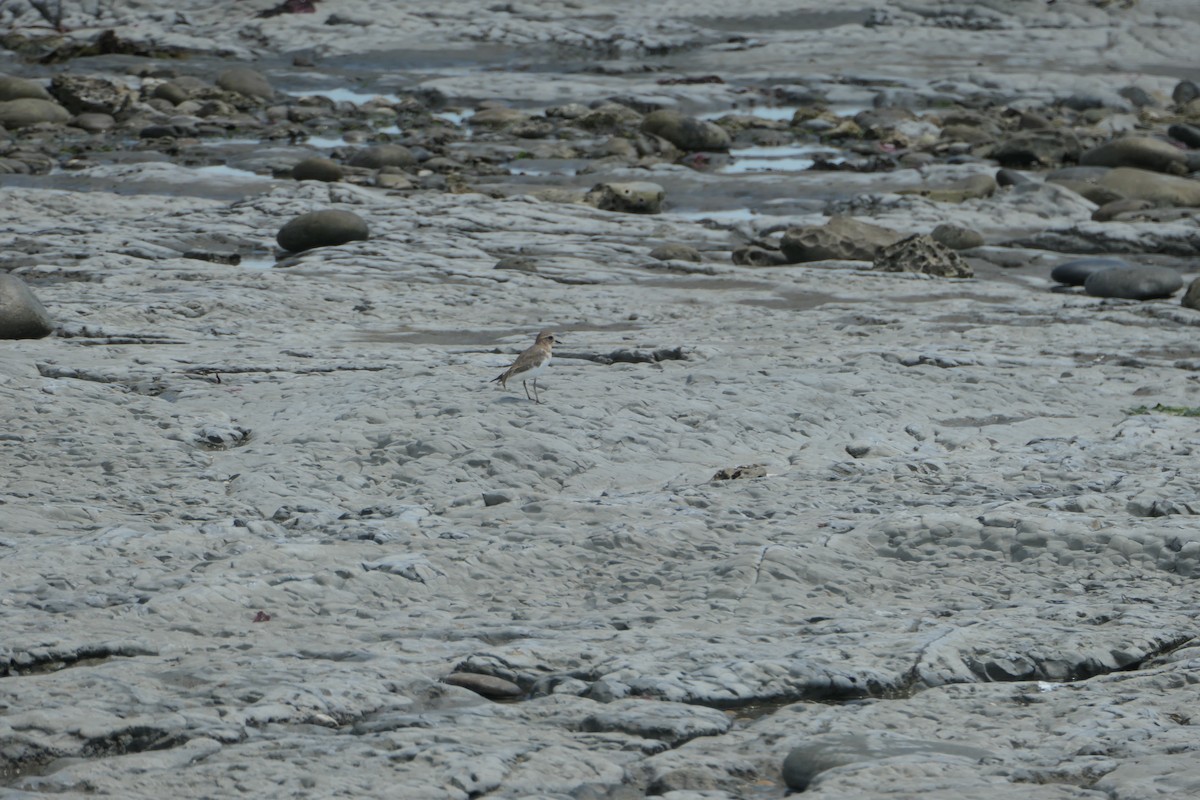 Double-banded Plover - ML526798421