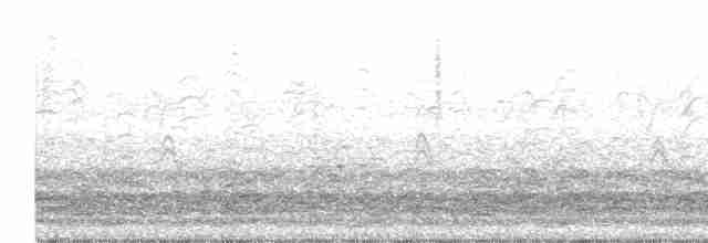 Малая канадская казарка (leucopareia) - ML526799781